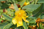 Cedarglade St. Johnswort